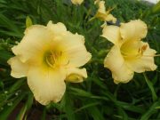 江戸百計0728 (1)