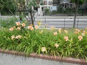 オーチャードスプライト0801 (2)