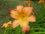 ジャスパーデビル0801 (1)