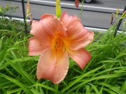 チッパーチェリー0801