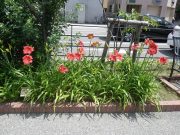 トゥーシーローズ0801(3)