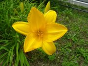 「ヘメロカリス情報４」の画像