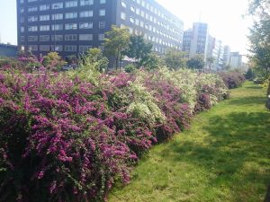 「秋の七草ハギの花」の画像