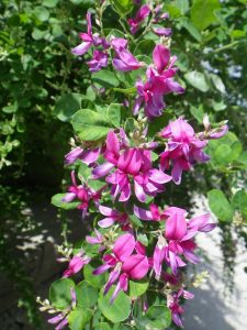 「ハギと園内の実たち」の画像