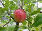 「公園の実も赤く熟してきました」の画像