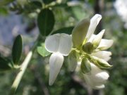 「シラハギも咲いてハギの季節も今週まで」の画像