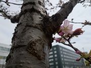 「桜の花が３輪ほど開いています」の画像