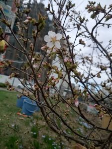 「チシマザクラもやっと１輪」の画像