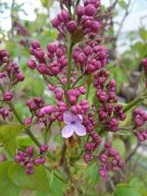 「早咲きライラックが一輪花開きました」の画像