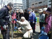 植物ボランティア0502