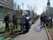 植物ボランティア0502