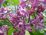 センセーション