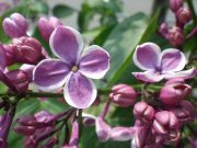 「ライラック情報紫」の画像