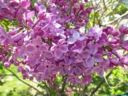 「ライラック開花情報」の画像