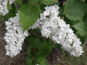 イーディスガヴェル