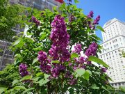 シャルルジョリー