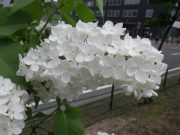 「ライラック情報白」の画像