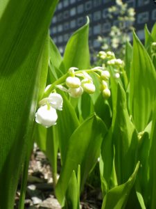 「ドイツスズランも咲き始めました」の画像