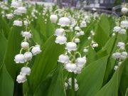 「スズランとタイム」の画像