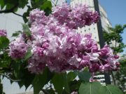 プイレジダングレビー