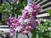 ベルドゥーナンシー