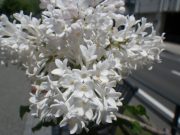 「遅咲きのライラック」の画像