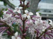 ウスゲシナハシドイ