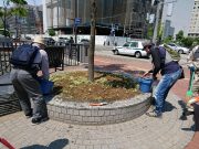 植物ボラ０６０６