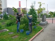 植物ボランティア