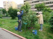 植物ボランティア