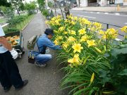 植物ボランティア
