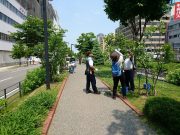 植物ボランティア