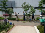 植物ボランティア