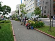 植物ボランティア