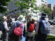 植物ボランティア