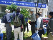 植物ボランティア