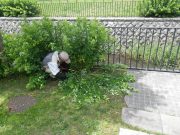 植物ボランティア