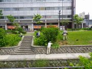 植物ボランティア