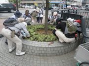 植物ボランティア