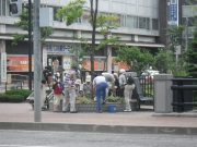 植物ボランティア