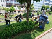 植物ボランティア