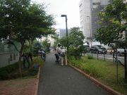 植物ボランティア