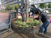 植物ボランティア１００３