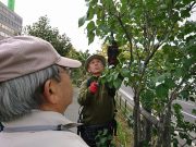 植物ボランティア１０１７