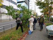 植物ボランティア１０１７