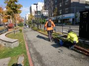 植物ボランティア１０２４－１