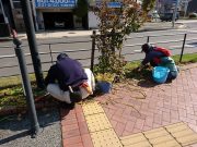 植物ボランティア１０２４－２