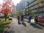 植物ボランティア１０２４－３