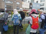 植物ボランティア０９１９