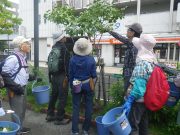 植物ボランティア０９１９